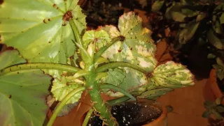 Begonia manicata aureomaculata