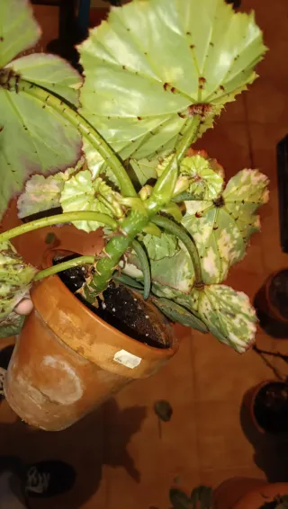 Begonia manicata aureomaculata