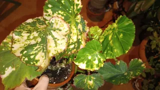 Begonia manicata aureomaculata