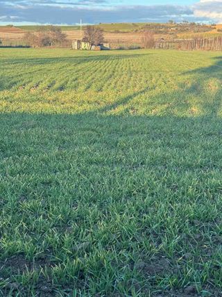 Sembradora GIL cereal 17 brazos 2,60 metros.