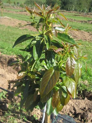 Planta de aguacate joven