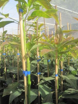 Planta de aguacate joven