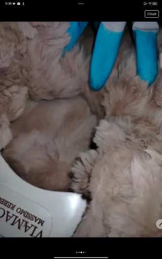 Cappotto beige con collo in pelliccia