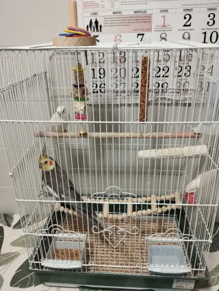 Jaula para pájaros con juguetes