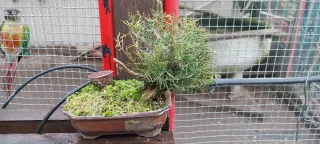 Bonsái Shohin junipero