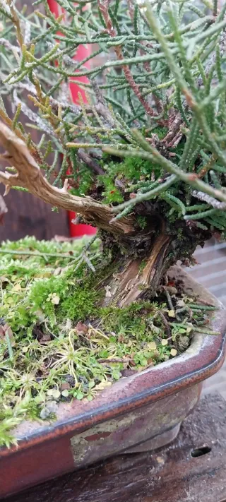 Bonsái Shohin junipero