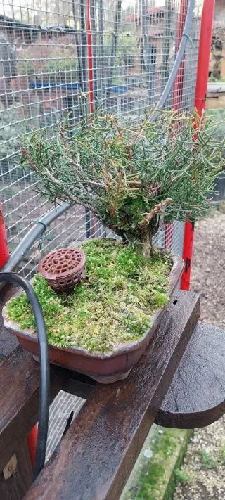 Bonsái Shohin junipero