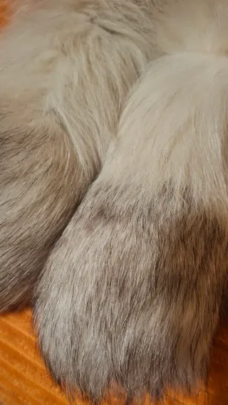 Estola de pelo blanco y gris