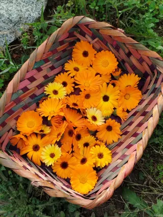 Aceite de Caléndula 30ml