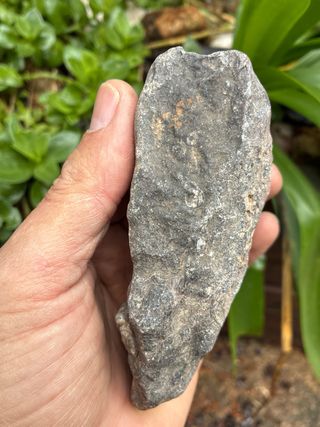 Fósil Ortoceras en matriz natural