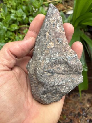 Fósil Ortoceras en matriz natural