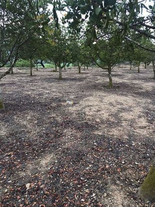 Casa rural en venta en Arboç, l´