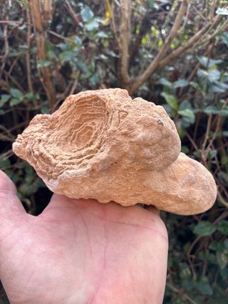 Fósil Estratolit Marruecos 1,3 kg