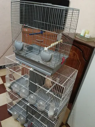 Jaulones para pájaros transparentes y blancas