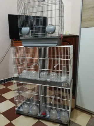 Jaulones para pájaros transparentes y blancas