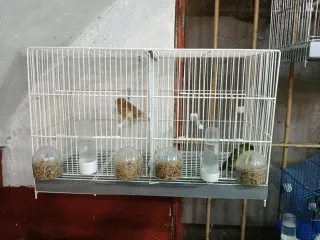 Jaulones para pájaros transparentes y blancas