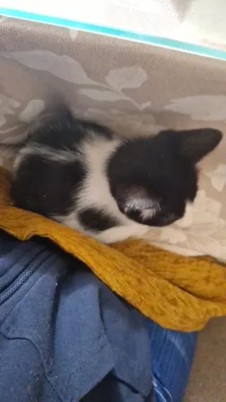 Gatita blanca y negra  corazón n el lateral. 2 mes