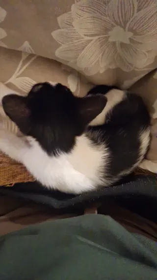 Gatita blanca y negra  corazón n el lateral. 2 mes