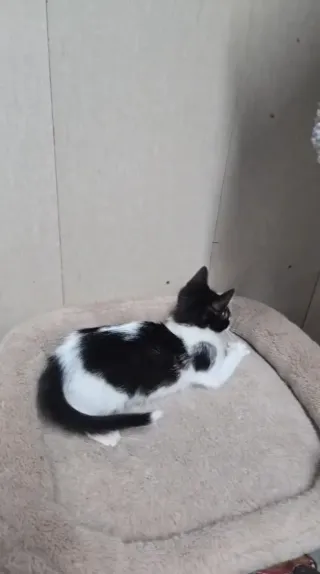 Gatita blanca y negra  corazón n el lateral. 2 mes