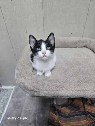 Gatita blanca y negra  corazón n el lateral. 2 mes