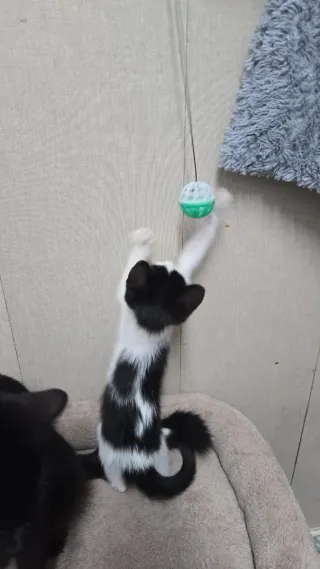 Gatita blanca y negra  corazón n el lateral. 2 mes