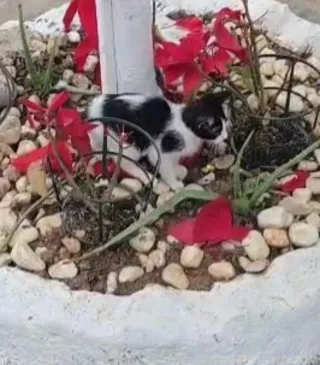 Gatita blanca y negra  corazón n el lateral. 2 mes