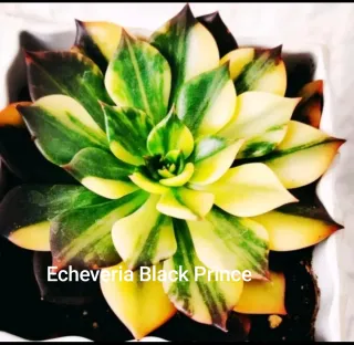 Pianta Echeveria Red Prince