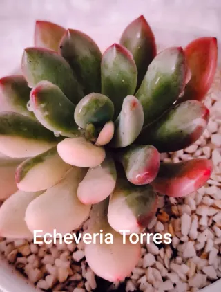 Pianta Echeveria Red Prince