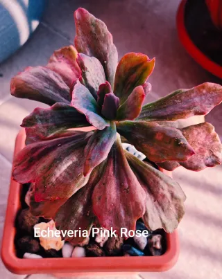 Pianta Echeveria Red Prince