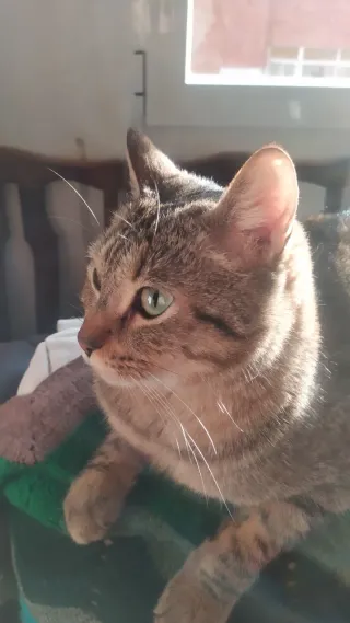 Motorola Radius GP300 UHF D1