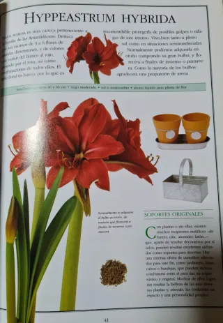 2 Libros de plantas: Euphorbia Pulcherrima