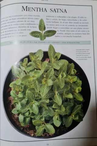 2 Libros de plantas: Euphorbia Pulcherrima