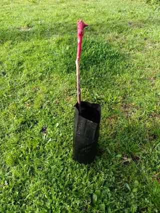 Parras de uvas sin semillas