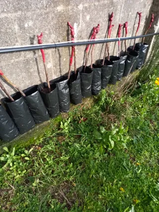 Parras de uvas sin semillas