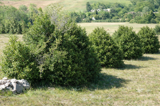 Madera de Boj Buxus de todo tipo