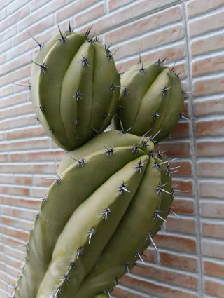 Cactus enorme 135 cm