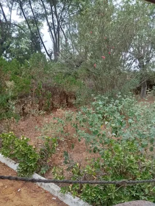 Trabajos de desbroce