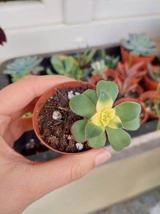 Planta suculenta Aeonium