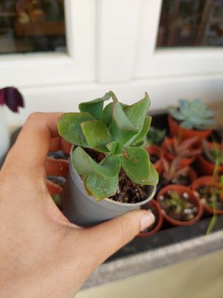 Planta suculenta em vaso