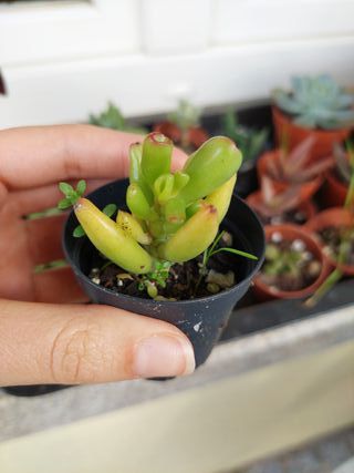 Planta suculenta Crassula ovata 'Gollum'