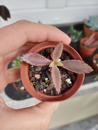 Planta suculenta Kalanchoe