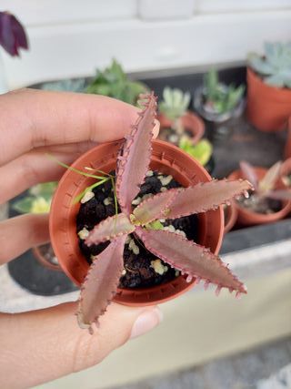 Planta suculenta Kalanchoe