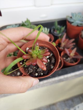 Planta suculenta Sedum