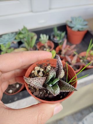 Planta suculenta Gasteria