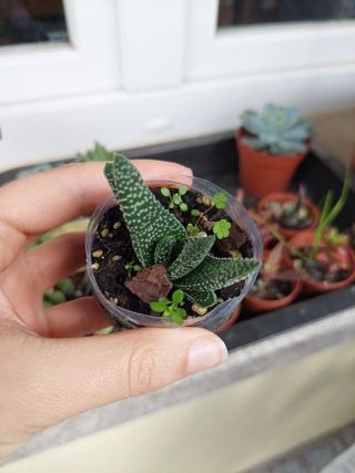 Planta suculenta Gasteria