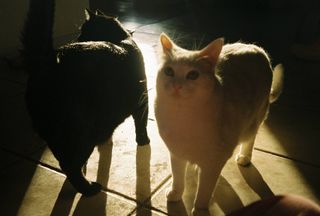 Olympus Zoom 2000 Cámara Compacta 35mm