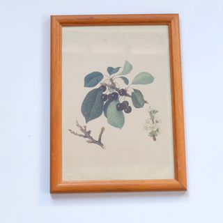 Cuadro Vintage Litografía Cerezos