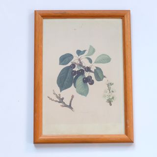 Cuadro Vintage Litografía Cerezos