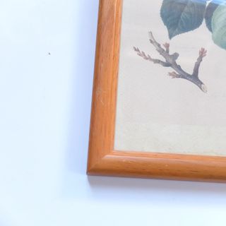 Cuadro Vintage Litografía Cerezos