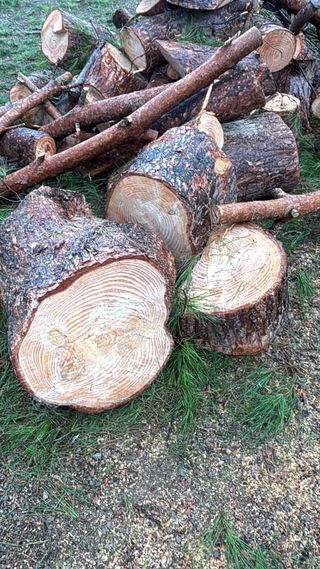 Madera de pino cortada